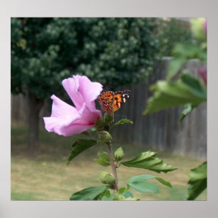 Butterfly and Rose of Sharon Poster / Print
