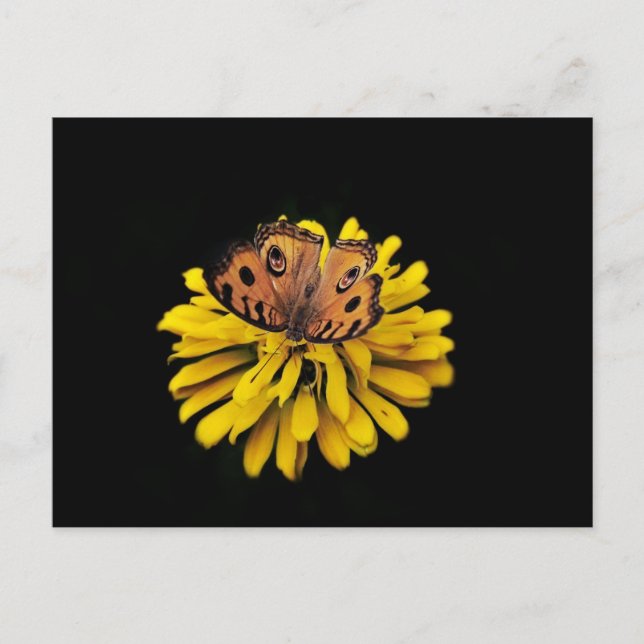 Butterfly and yellow flower postcard (Front)