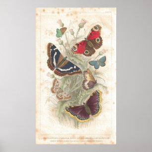 Butterfly Antique Lithograph print