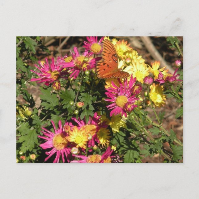 Butterfly at Bellingrath Gardens Postcard (Front)