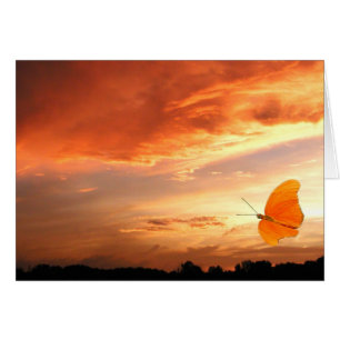 Butterfly at sunset
