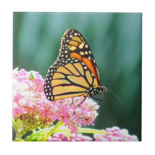 Butterfly Beauty Decorative Tile