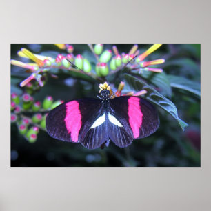 Butterfly Beauty Poster