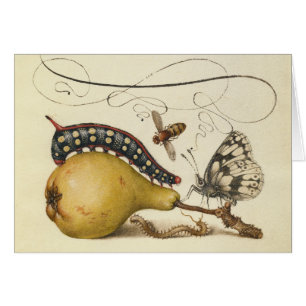 Butterfly Bee Fruit Insect Illustration
