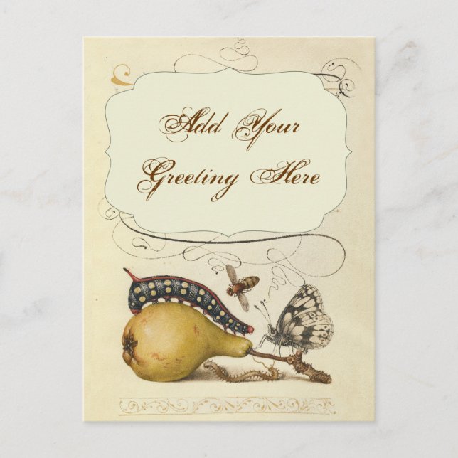 Butterfly Bee Fruit Insect Illustration Postcard (Front)