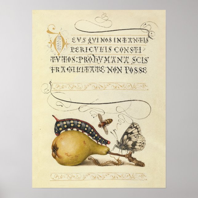 Butterfly Bee Fruit Insect Illustration Poster (Front)