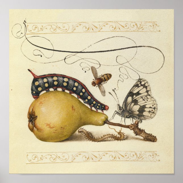 Butterfly Bee Fruit Insect Illustration Poster (Front)