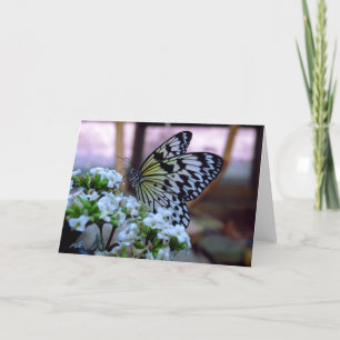 Butterfly Blank Card