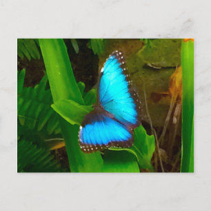 Butterfly Blue Close Up Postcard