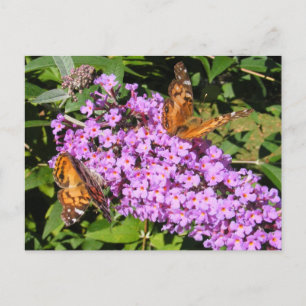 Butterfly Buddies ~ postcard