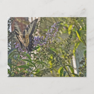 Butterfly Bush 2 Postcard
