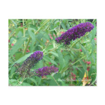 Butterfly Bush Buddleja Davidii Floral