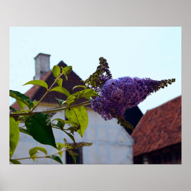 Butterfly Bush, Old Danish Town, Aarhus, Denmark Poster (Front)