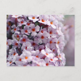 Butterfly-bush Postcard