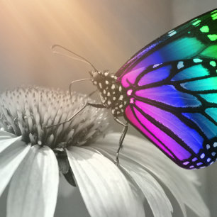 Butterfly, Butterfly and Flower, Colour Butterfly Cushion