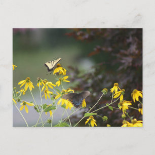Butterfly, Butterfly Postcard