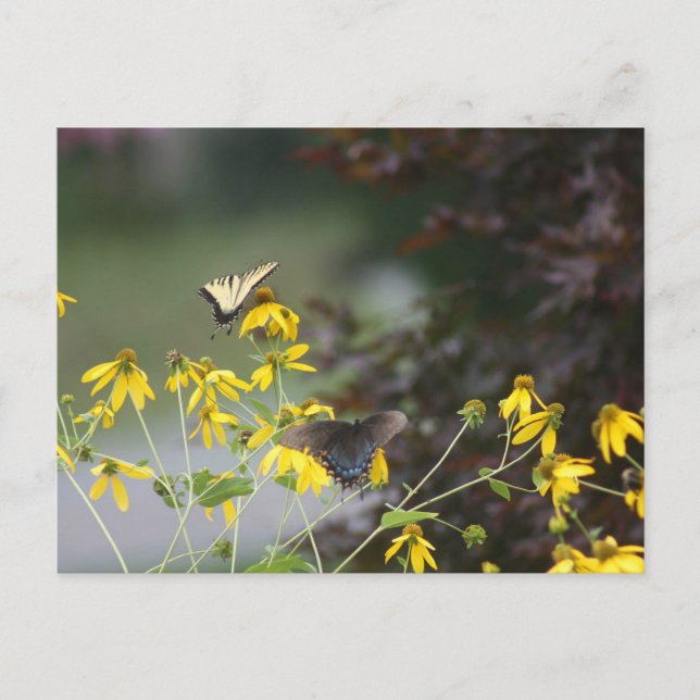 Butterfly, Butterfly Postcard (Front)