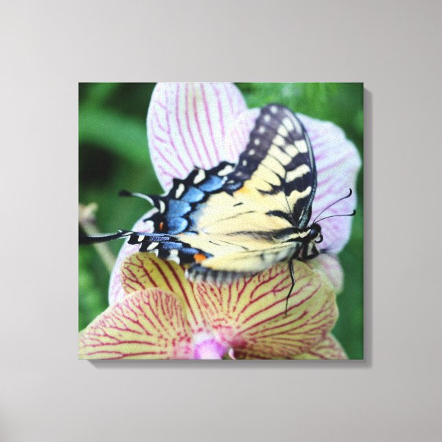 Butterfly Canvas Print (Front)
