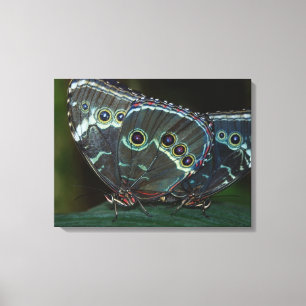 Butterfly Canvas Print