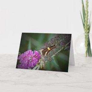 Butterfly, card