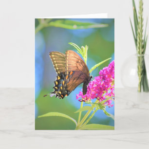 Butterfly, card