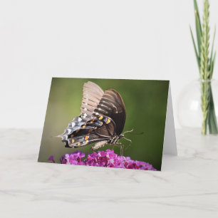 Butterfly, card