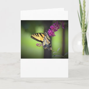 Butterfly, card