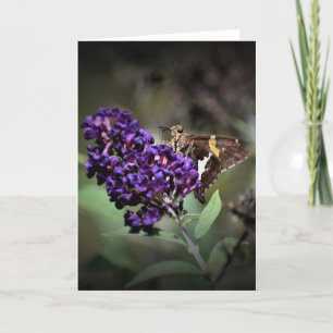 Butterfly, card