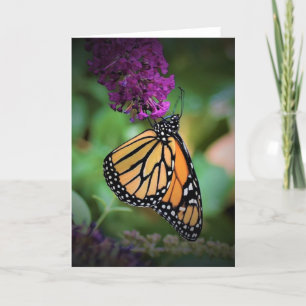Butterfly, card