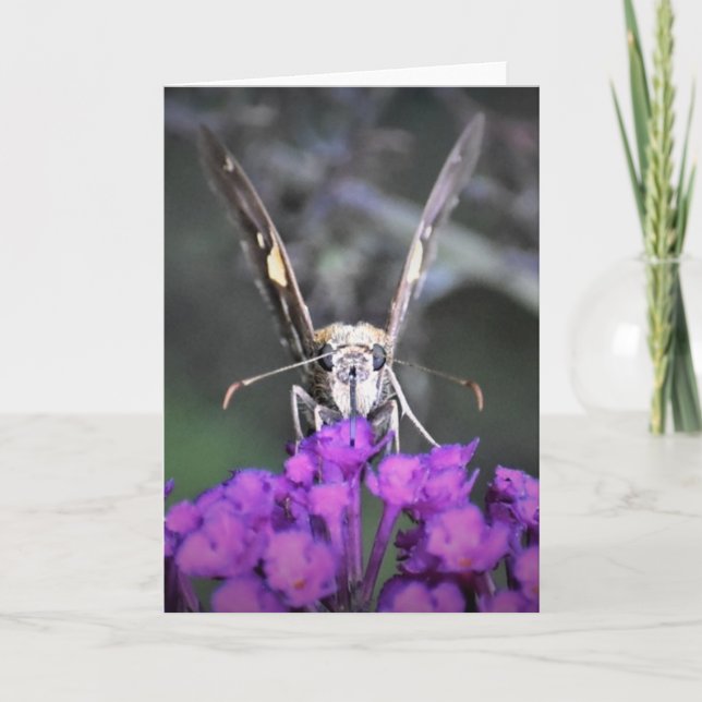 Butterfly, card (Front)