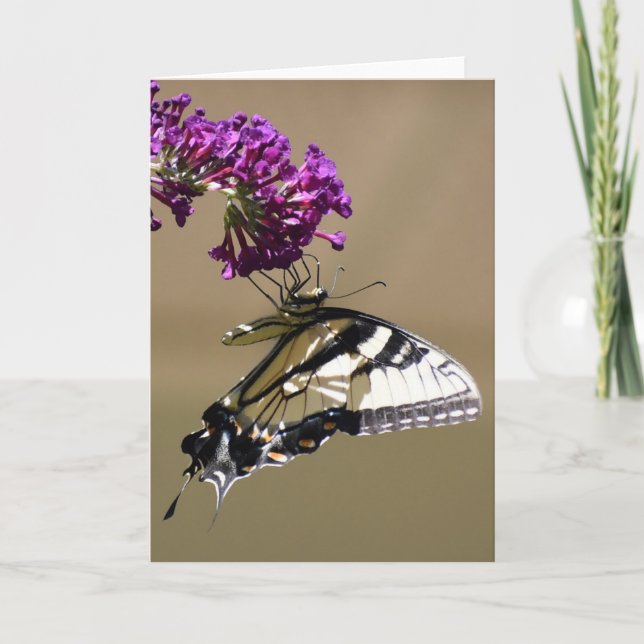 Butterfly, card (Front)