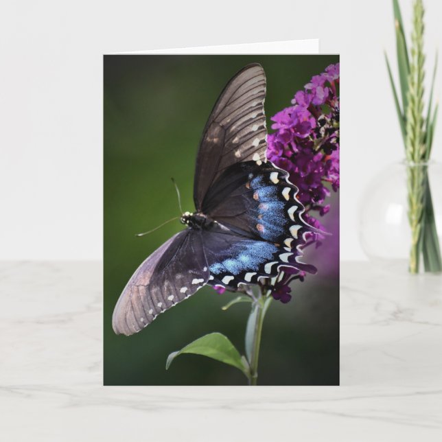 Butterfly, card (Front)