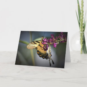 Butterfly, card