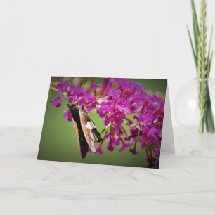 Butterfly, card