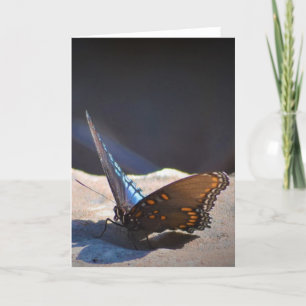 Butterfly, card