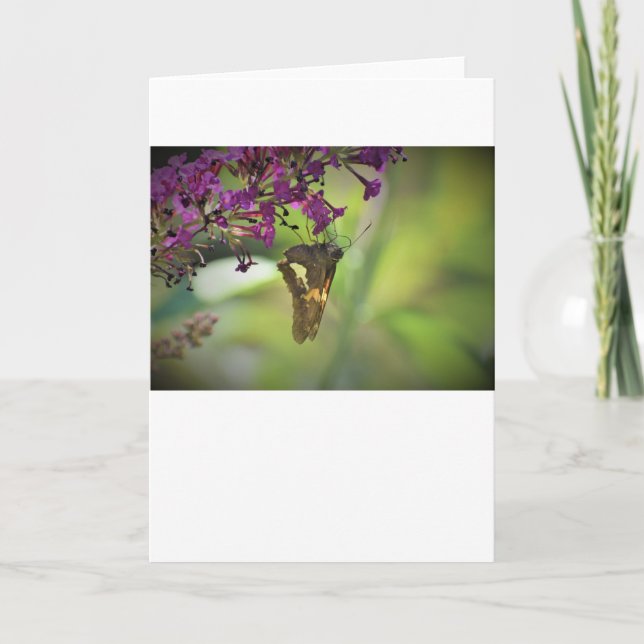 Butterfly, card (Front)