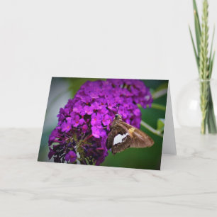 Butterfly, card