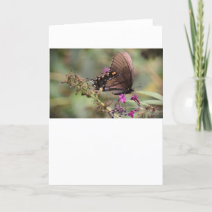 Butterfly, card