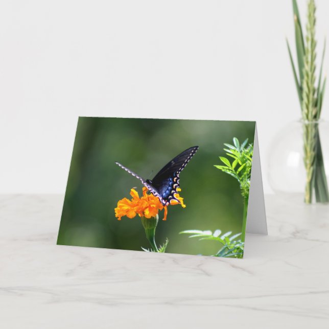 Butterfly Card (Front)