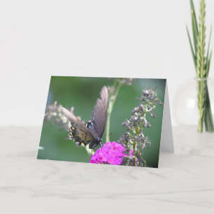 Butterfly, card