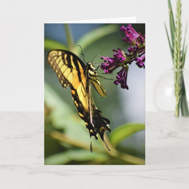Butterfly, card (Front)