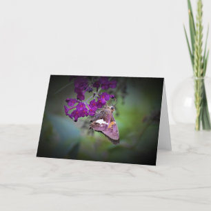 Butterfly, card