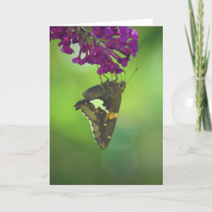 Butterfly, card