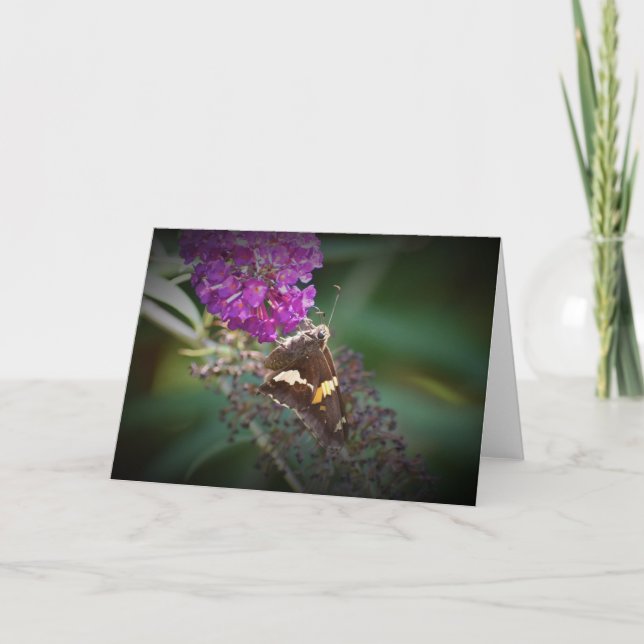 Butterfly, card (Front)