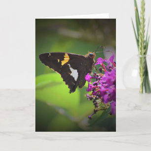 Butterfly, card