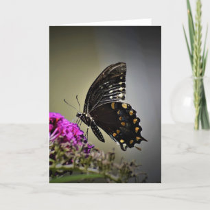 Butterfly, card