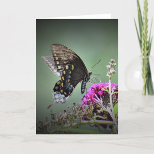 Butterfly, card