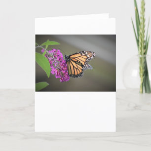 Butterfly, card