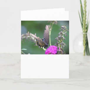 Butterfly, card