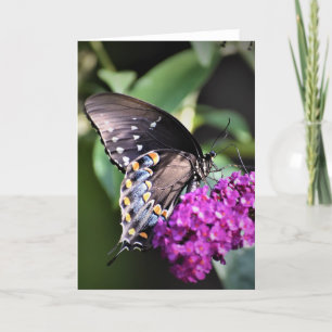 Butterfly, card
